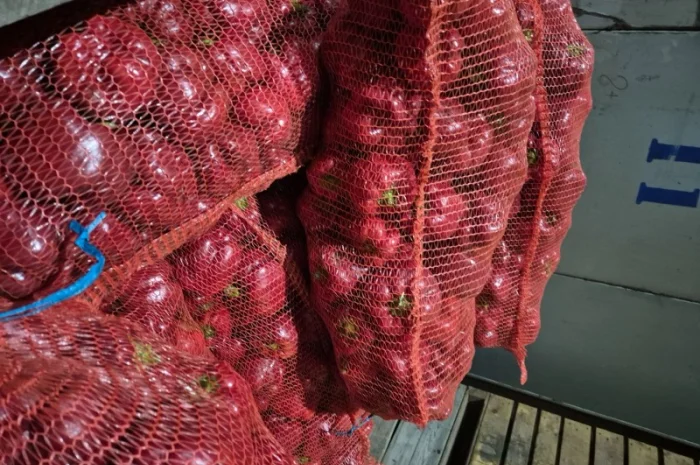 Продаю свіжий перець відмінної якості- фото № 2