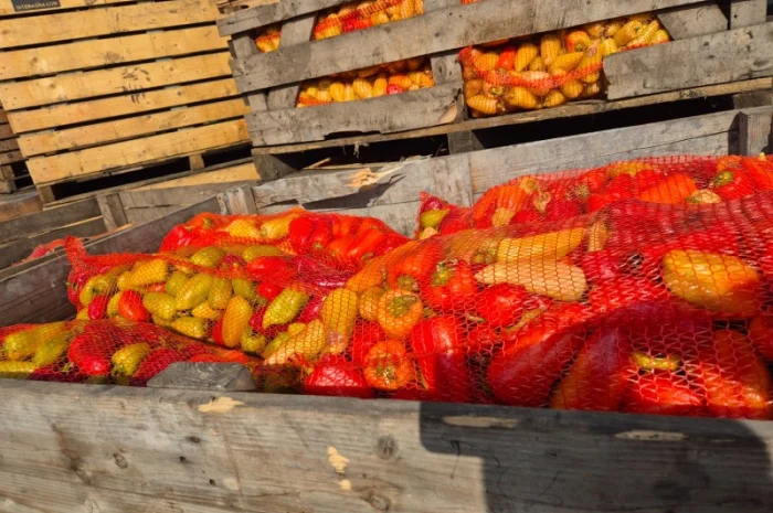 Продаю свіжий перець відмінної якості- фото № 3