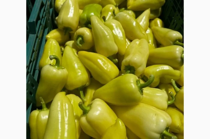 Продам перец белозерка- фото № 1