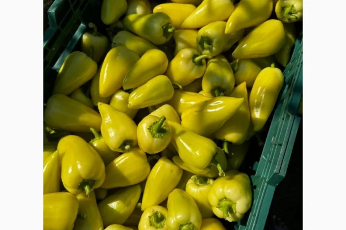 Продам перец белозерка- фото № 2