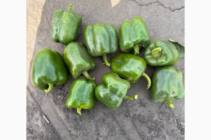Продаємо Перец зелений 2с- фото № 2