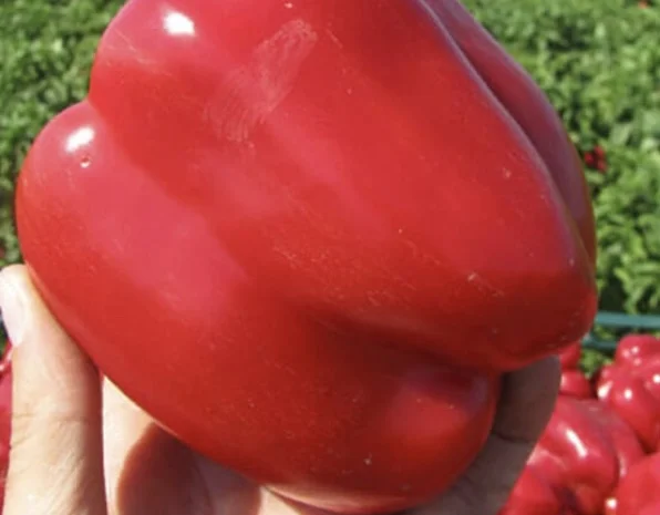 Перец геркулес- фото № 1