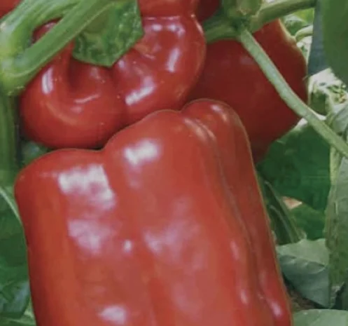 Перец геркулес- фото № 3