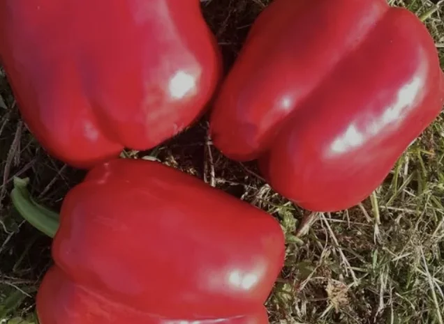 Перец геркулес- фото № 4