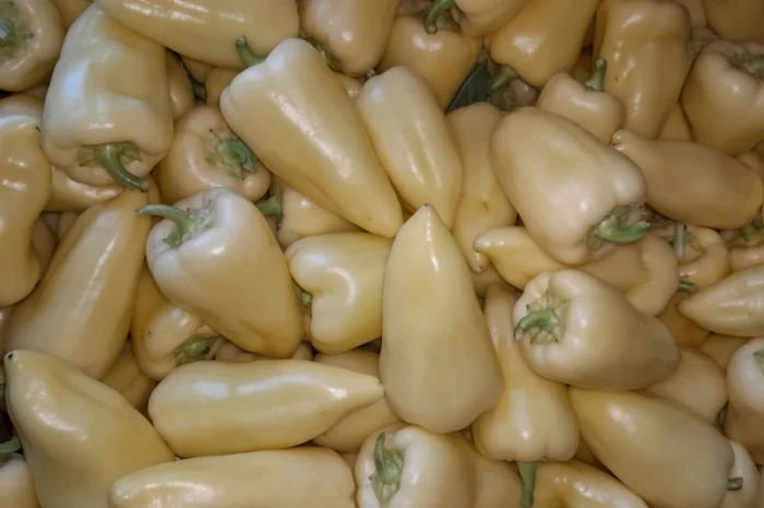 Продам перець. Сорт Хаскі- фото № 1