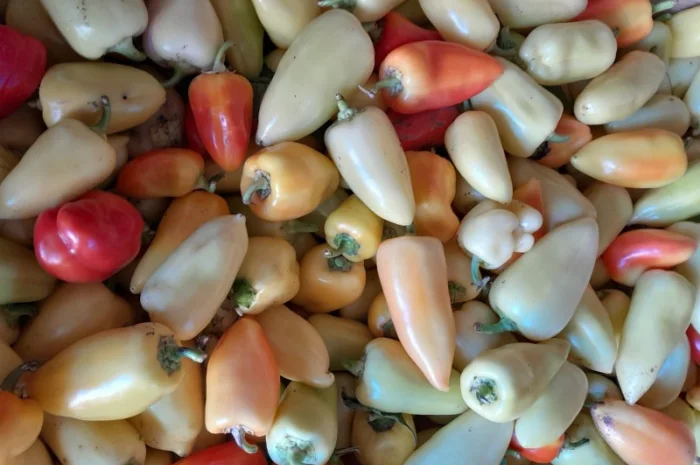 Продам перець. Сорт Хаскі- фото № 2