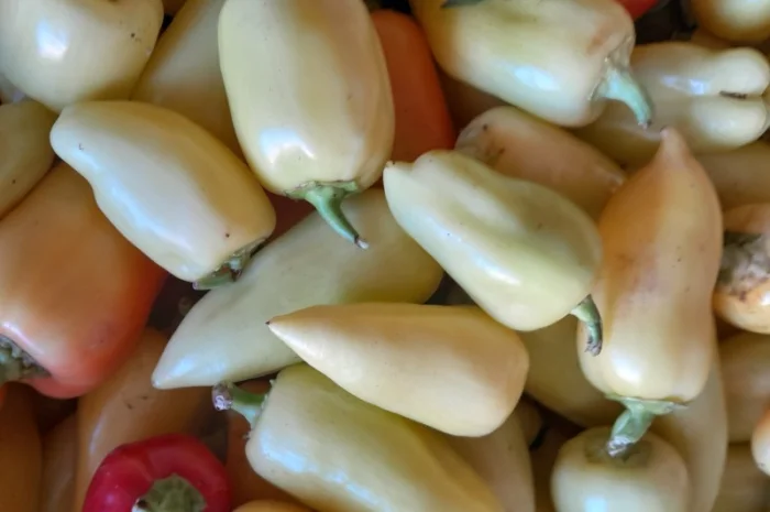 Продам перець. Сорт Хаскі- фото № 3