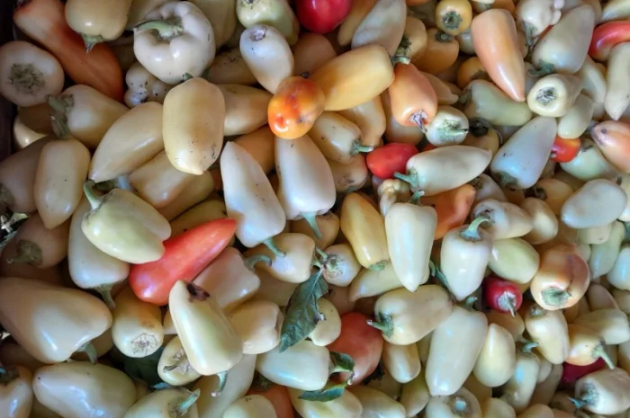 Продам перець. Сорт Хаскі- фото № 4