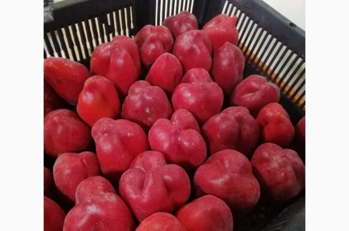 Продам перець червоний цілий заморожений- фото № 5