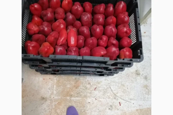 Продам перець червоний цілий заморожений- фото № 9