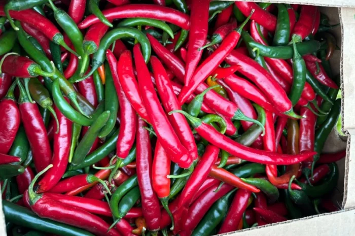 Перець гіркий- фото № 1