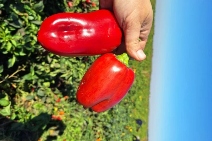 Перец сладкий- фото № 2