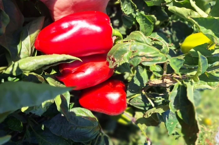 Перец сладкий- фото № 3