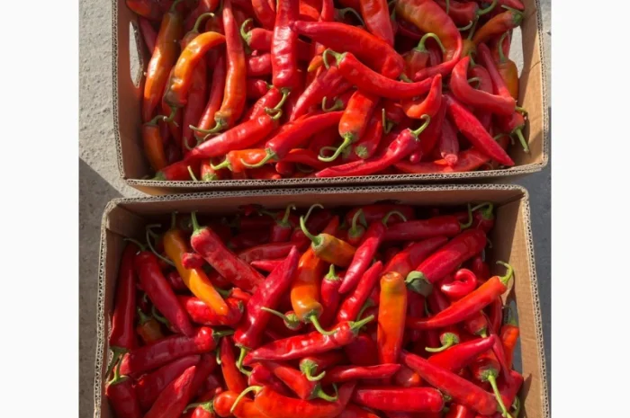 Продаємо гіркий перець- фото № 2