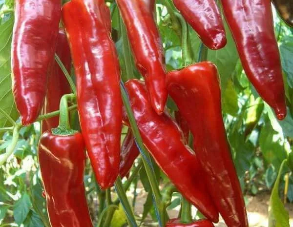 Перец капиа- фото № 2