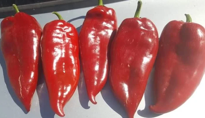 Перец капиа- фото № 3