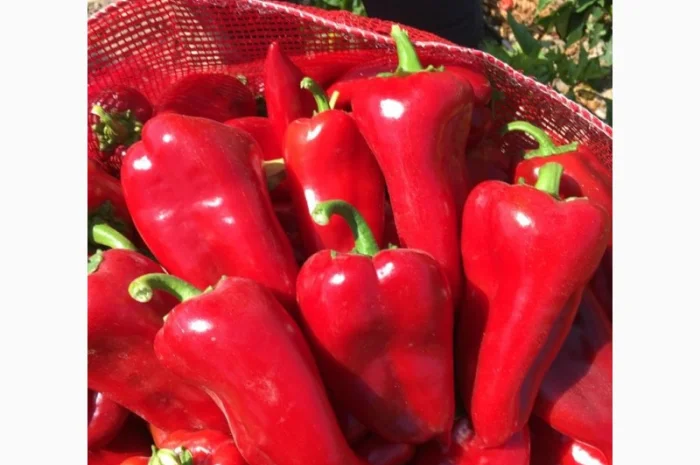 Перец капиа- фото № 4