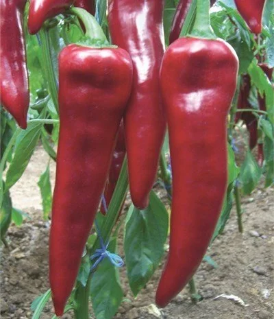Перец капиа- фото № 6
