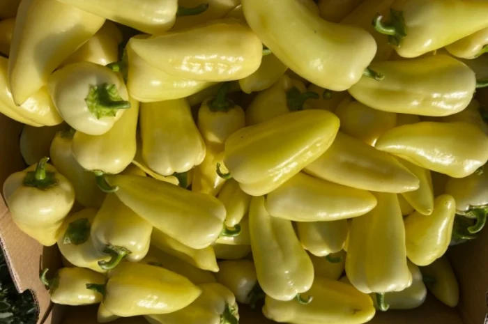 Продам перець- фото № 1