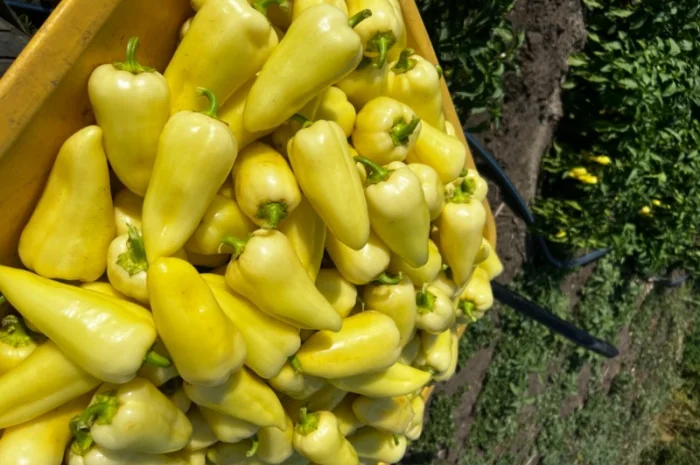 Продам перець- фото № 2