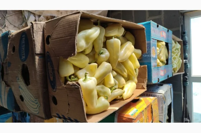 Перець солодкий Геркулес- фото № 2