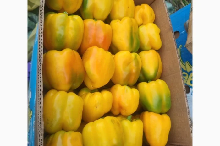 Перець солодкий Геркулес- фото № 3