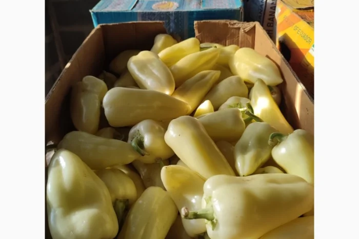 Перець солодкий Геркулес- фото № 5