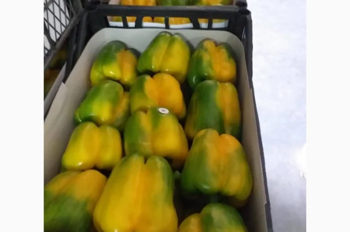 Перец Dolma- фото № 2