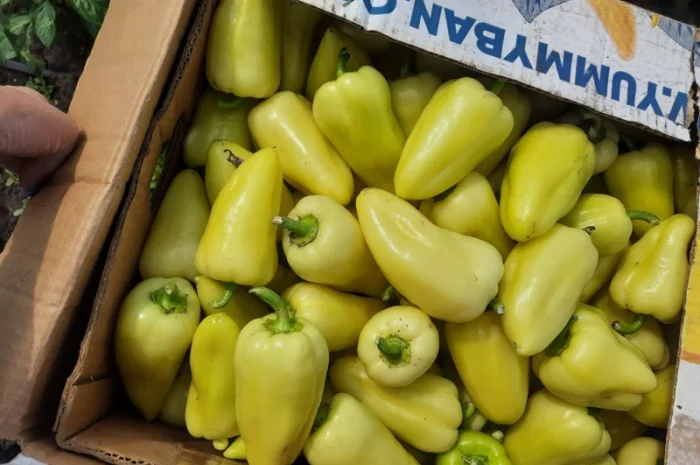 Продам Перец- фото № 1