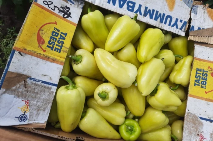 Продам Перец- фото № 2