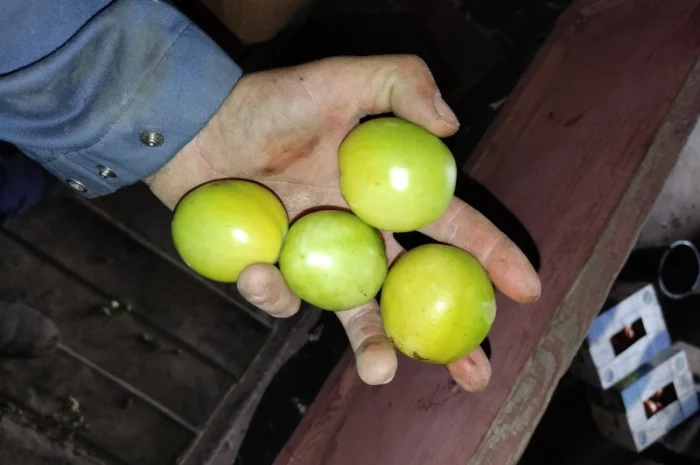 Продам зелений помідор- фото № 1