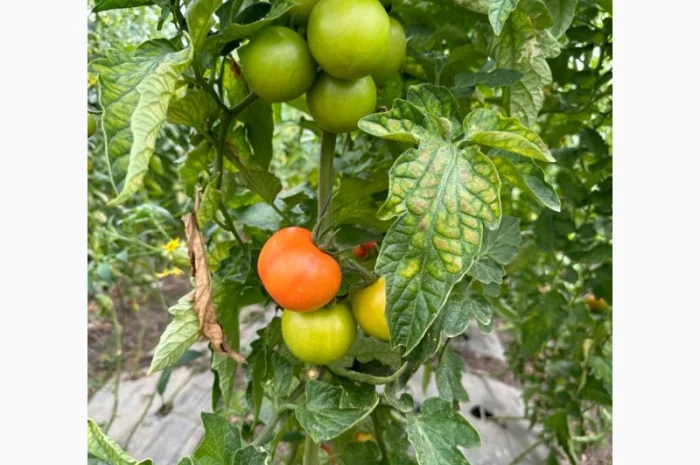 Томат черрі з Єгипту в продажу- фото № 2