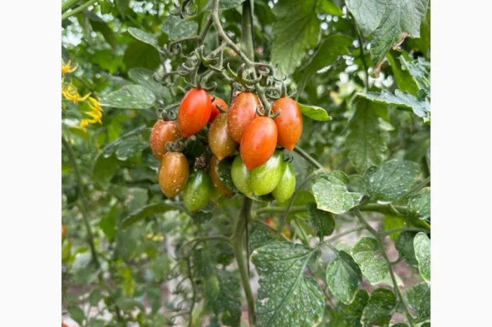 Томат черрі з Єгипту в продажу- фото № 3