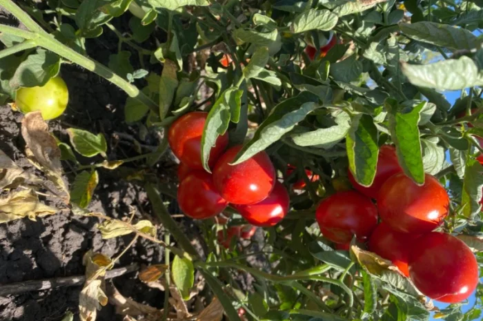 Продам томатний сік- фото № 2