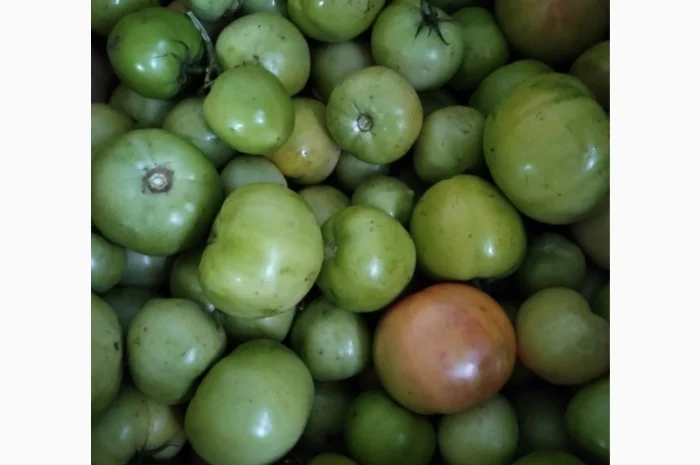 Продам зелені томати (не підмерзлі)- фото № 1