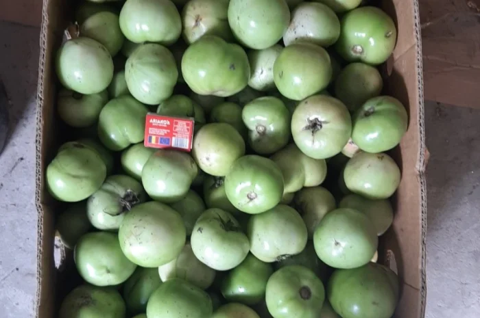 Продам зелені томати (не підмерзлі)- фото № 2