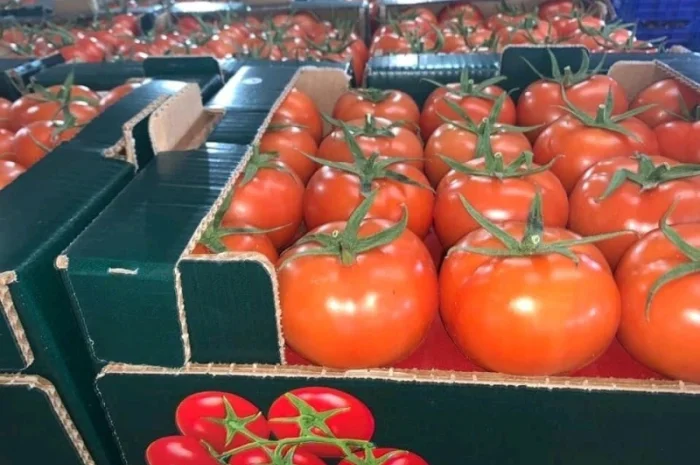 Оптові продажі помідорів з Туреччини- фото № 1