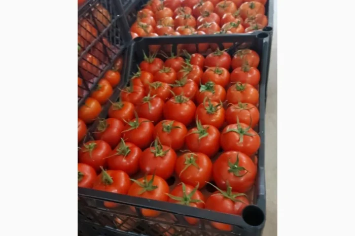 Оптові продажі помідорів з Туреччини- фото № 2