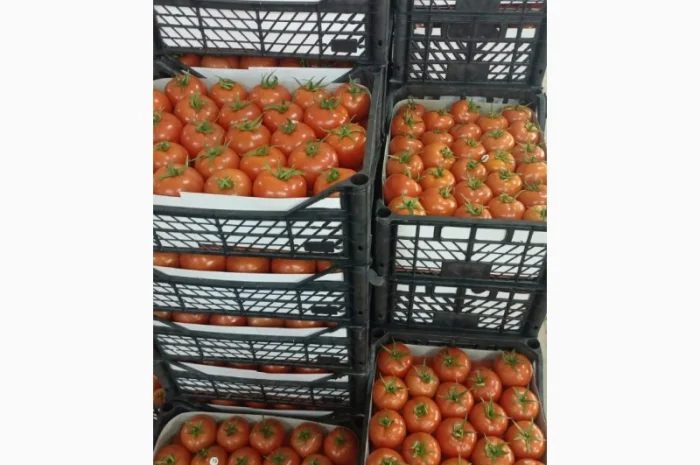 Оптові продажі помідорів з Туреччини- фото № 3