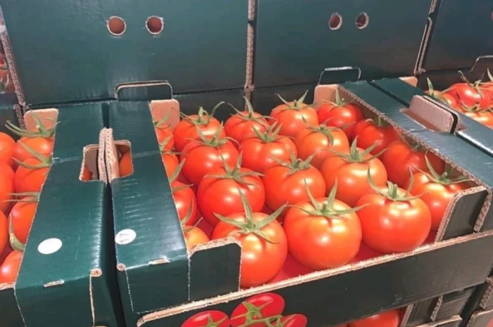 Оптові продажі помідорів з Туреччини- фото № 4