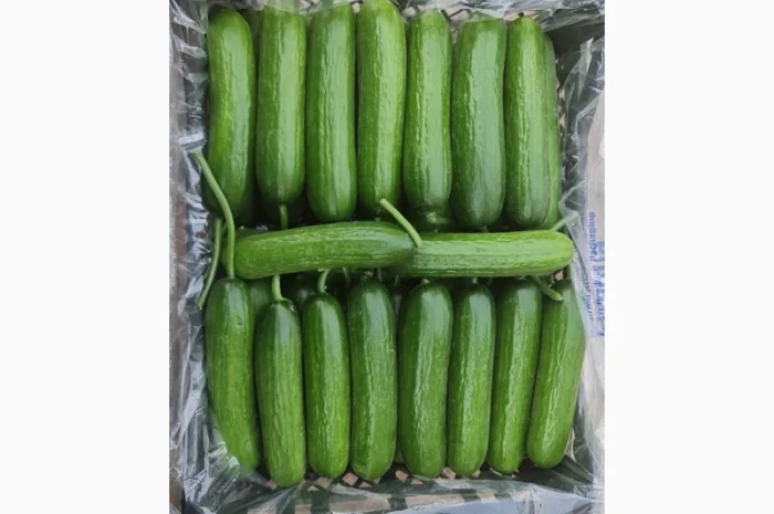 Оптові продажі помідорів з Туреччини- фото № 6