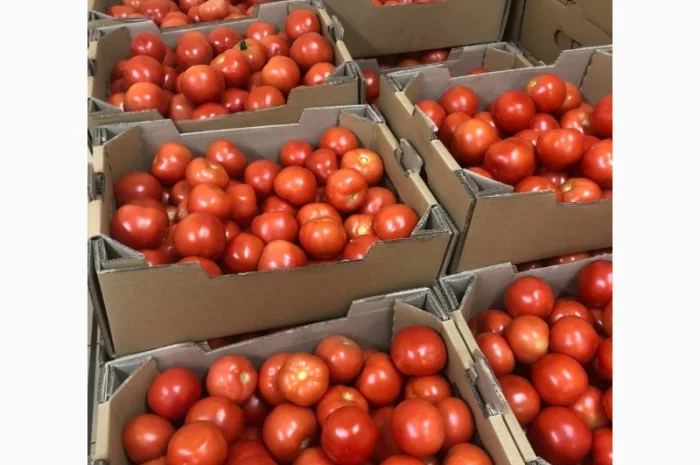 Помідори оптом від виробника- фото № 4