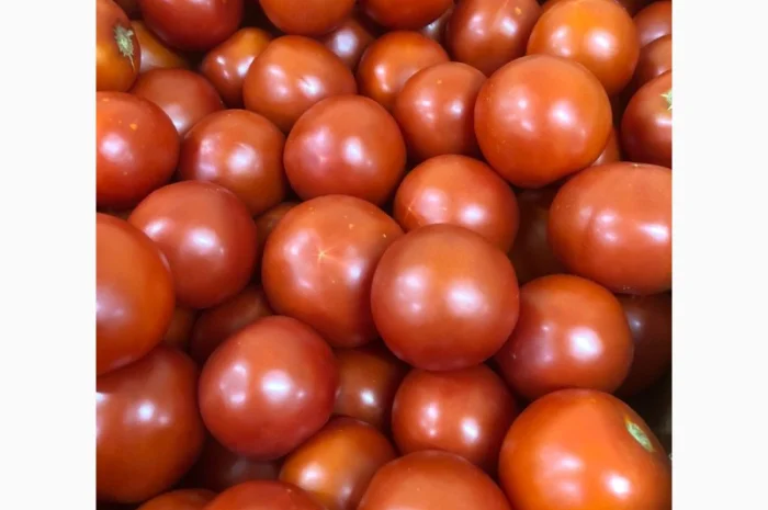 Помідори оптом від виробника- фото № 5