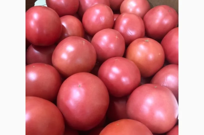 Помідори оптом від виробника- фото № 6