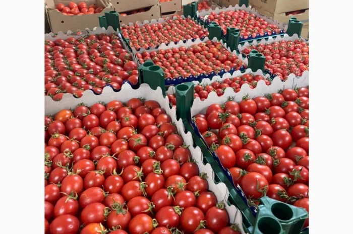 Помідори оптом від виробника- фото № 2