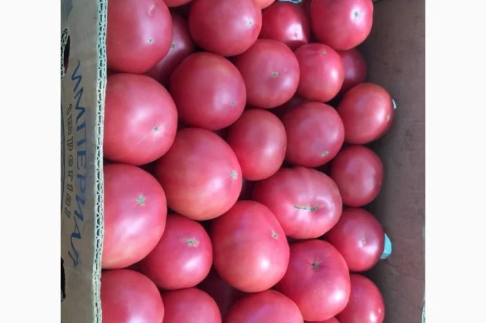 Покупка рожевих помідорів- фото № 1