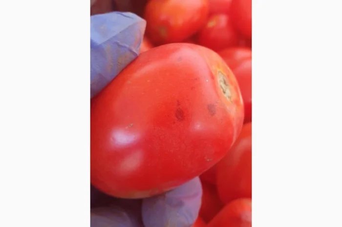 Продаємо томат сливка 2с- фото № 1