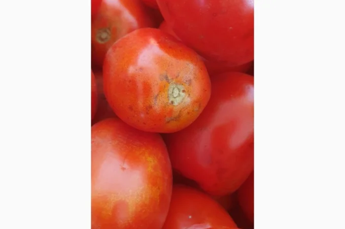 Продаємо томат сливка 2с- фото № 3