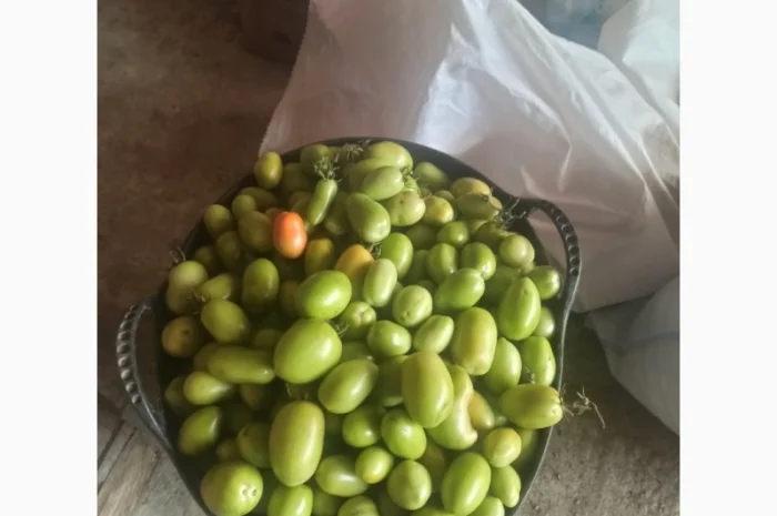 Продам зелені помідори- фото № 1