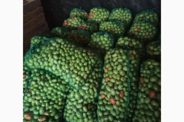 Продам зелені помідори- фото № 2